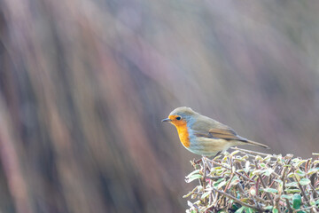 Robin on a bush in a garden