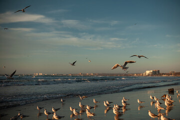seascape during the golden hour