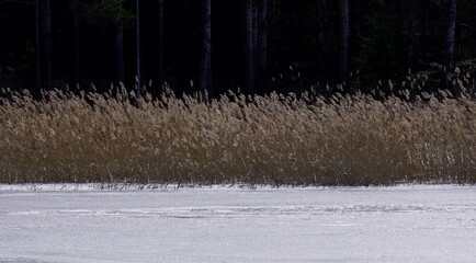 Sea ice with common reed