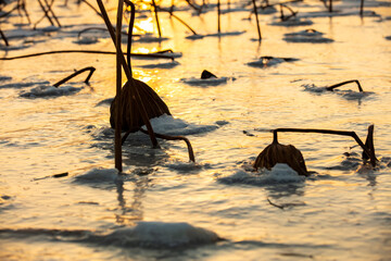 The withered lotus leaf is in winter