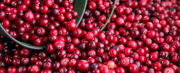 Ripe fresh cranberries with a green little bucket as natural, food, berries background. Selective focus.	Banner.