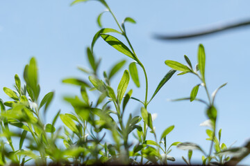 Natural greens with blue background. Homegrown greens. How to grow greens in home.