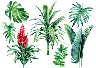 Afwasbaar Fotobehang Tropische bladeren Zomer set palmbladeren, monstera, dracaena, bromelia bloem op geïsoleerde witte achtergrond, aquarel botanische schilderij