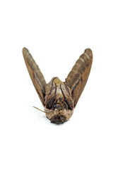 Dead convolvulus hawk-moth isolated on white background