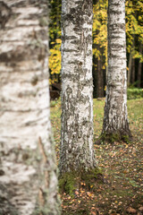 Three birches in Usma, Latvia