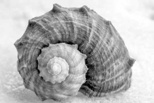 black and white photo from a seashell 