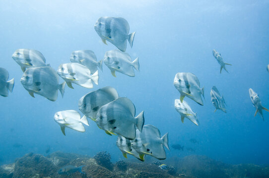 School of tropical silver fish Longfin Batfish (Platax teira) in the blue water