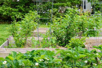 Small Fruit in the Home Garden, Strawberries and Gooseberries with Snap Peas on Tomato Cages