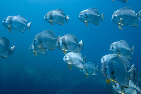 School of tropical silver fish Longfin Batfish (Platax teira) in the blue water