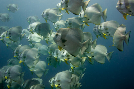 School of tropical silver fish Longfin Batfish (Platax teira) in the blue water