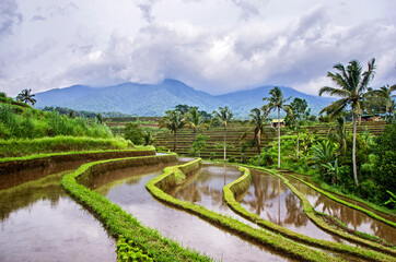 Fototapeta na wymiar Rice terraces in Bali. Jatiluwih. UNESCO Cultural Heritage Site. Rice growing in Indonesia.