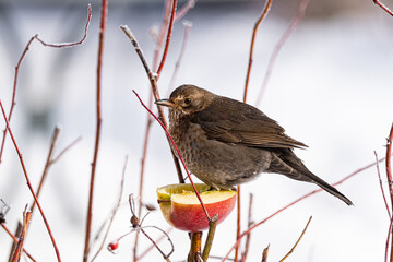Drossel, Winter,