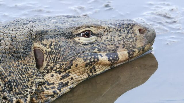 Water monitor (Varanus salvator), large lizard in Lumphini Park, Bangkok, Thailand.