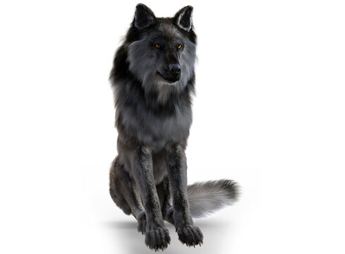 Grey wolf render with white background © The Stock Lair