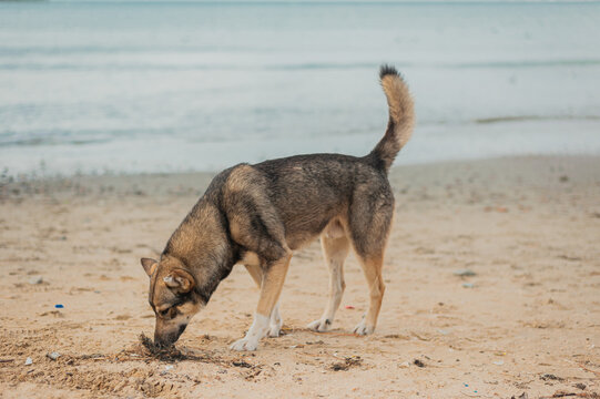 the dog walks alone along the seashore