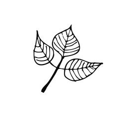 Isolated white and black vector icon flower leafs for botanic, floral, hand drawning on the white background