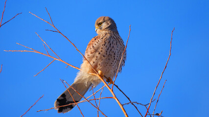 Reutlingen, Deutschland: Ein Turmfalke auf einem Ast