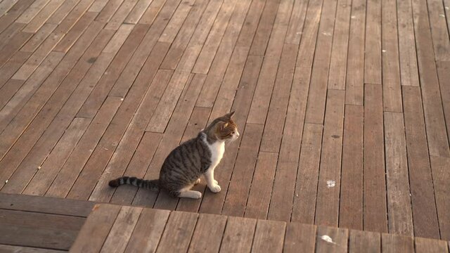 Street cat on the Halich wooden peron in Istanbul.