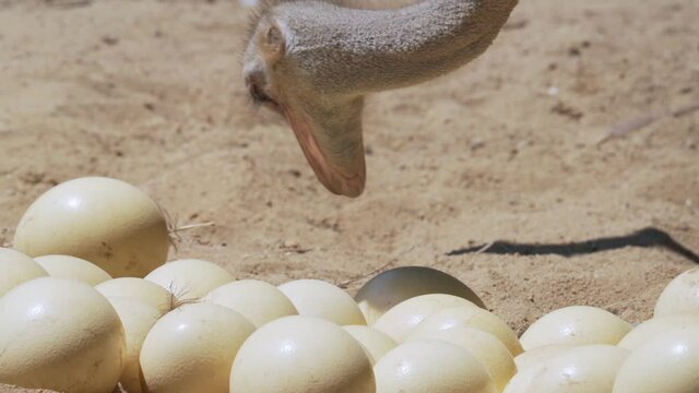 Close up of ostrich standing on a nest hatches offspring eggs. Birds taking care of eggs. The common ostrich (Struthio camelus), or simply ostrich, is a species of large flightless bird native.