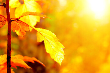 Autumnal Leaves Background