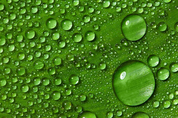 Green leaf with drops of water