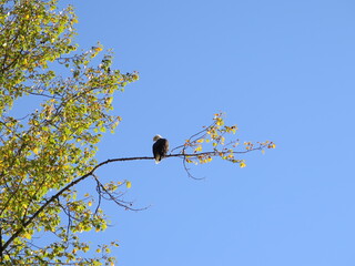 a white-headed bald eagle in Haines, Alaska, USA, September