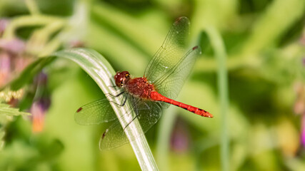 Macro of a beautiful dragonfly sitting on a leaf on a sunny day in summer