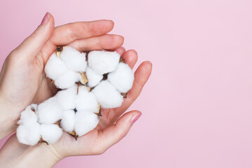 Woman holding fluffy cotton flowers in her hands isolated on a pink background close up. Copy space.