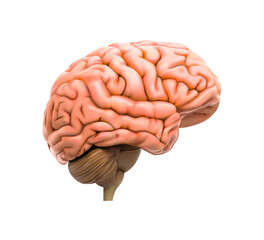 Human brain on a white background. Vector illustration