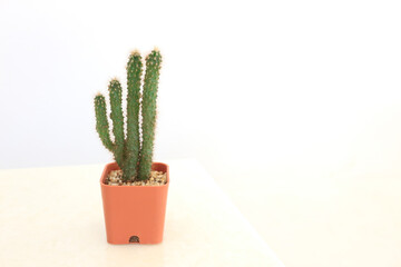 Small cactus in brown pot in the cafe.