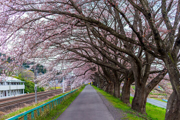 Sakura tunnel and walkway with japanese  cherry blossom blooming at Hitome Senbon beside Shiroishi Riverside. Miyagi, Japan