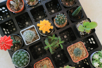 Multi colored small flowers in pots.