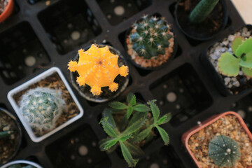 Multi colored small flowers in pots.