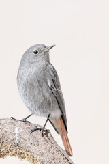 Black redstart female on branch at morning (Phoenicurus ochruros)