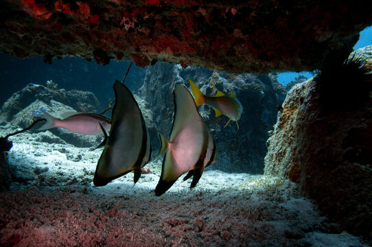 Group of Tropical silver fish Longfin Batfish (Platax teira) under a reef rock with corals in a cave in the Indian Ocean