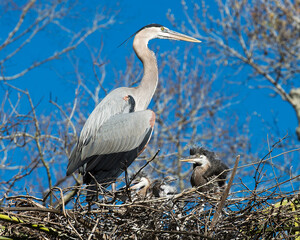 Blue Heron Stock Photos. Blue Heron birds. Baby bird and adult bird on the nest.  Blue sky background. Image. Picture. Portrait.