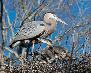 Blue Heron Stock Photos. Blue Heron birds. Baby bird and adult bird on the nest.  Blue sky background. Image. Picture. Portrait.