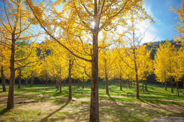 홍천 은행나무 숲