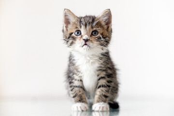 Kitten with white muzzle is stained with food on white background. looking at camera, kitten licks its lips after eating.