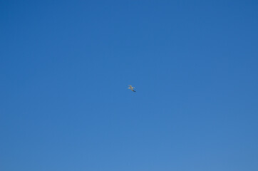 Seagull is flying on the blue sky