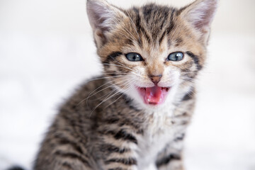 Naklejka premium Portrait Meowing kitten with open mouth. Small kitten is afraid, hisses, cat has hair fur on end. Domestic curious funny striped kitty
