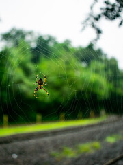 paciencia de araña 