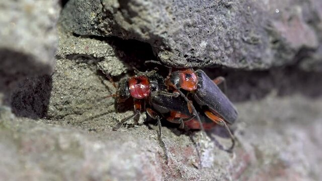 Mating beetles Cantharis rustica. Two beetles have sex. Continuation of the offspring. Macro.