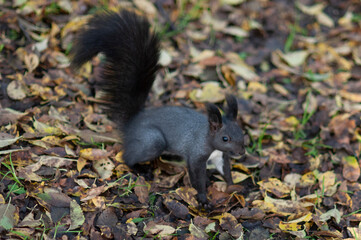 Naklejka na ściany i meble squirrel and dove in autumn park
