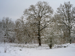 Fototapeta na wymiar Tree covered in snow a crispy cold winter day. Picture from Scania county, Sweden