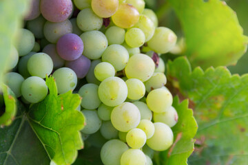 close-up grapes on a vine in the sunshine for wine production.