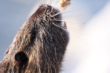 Nutria