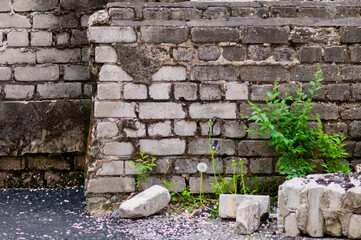 Old brick wall and plants. Fragments of bricks.