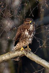  Common buzzard // Mäusebussard (Buteo buteo) 
