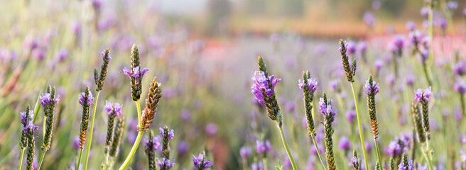 beautiful lavender flowers (Lavandula multifida) in field. blurred nature background.